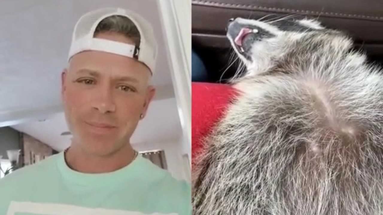 my emotional support Raccoon when I discuss his replacement I'm screwed!