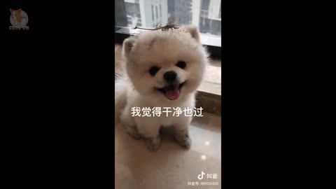 Cute Dog and Cat 2021