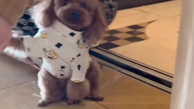 This dog goes out, meets a female, doesn't go home.