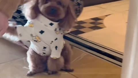 This dog goes out, meets a female, doesn't go home.