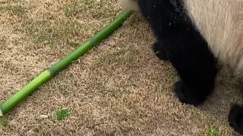 The panda