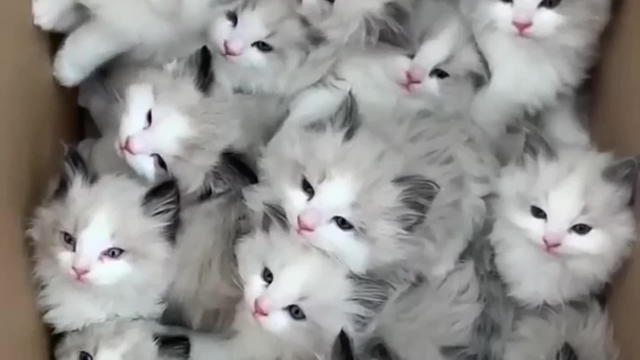 Cat funny videos2020😂cat video