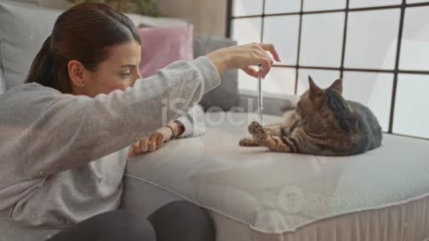 Say Goodbye to Cat Spraying: The Ultimate Solution!