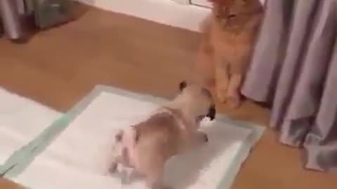 The cat and care, not paying attention, and his dog play