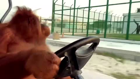 crazy monkey!!!
