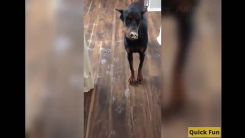 Dogs and Cats, Baby Pets Funny Videos