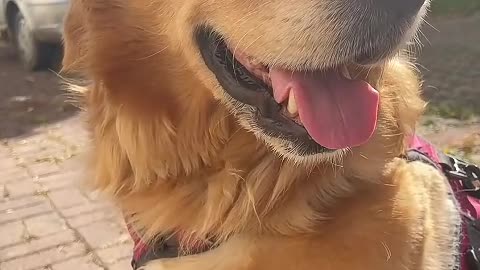 Only you, my dear puppy, will never leave me