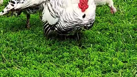 Big ole Tom #shorts #animals #turkey