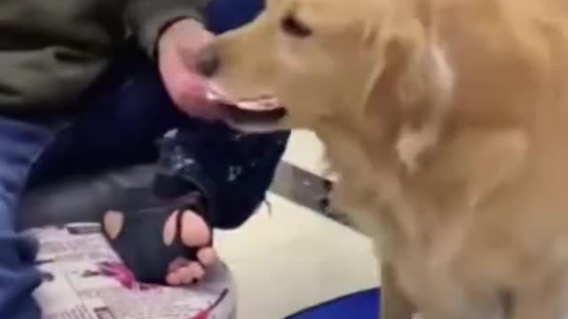 Money can buy you a fine dog, but only love can make him wag his tail."