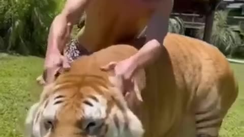 Funny animals compilation 2024