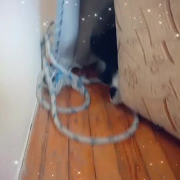 The most wonderful video of the cat when he watches the camera goes