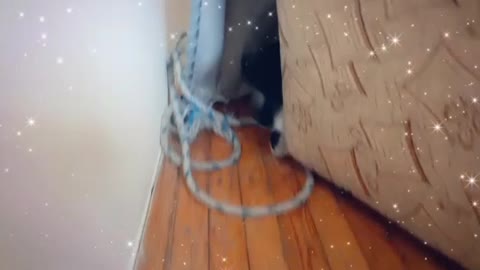 The most wonderful video of the cat when he watches the camera goes