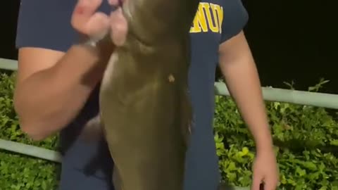 Catfish in urban pond
