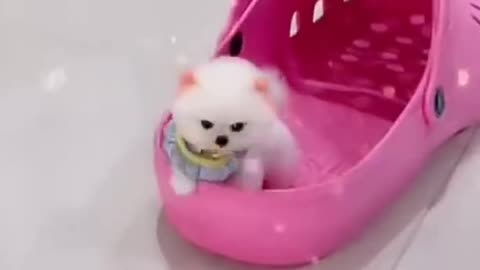 Cute puppy love 💕