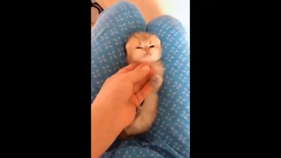 Gato bomnito