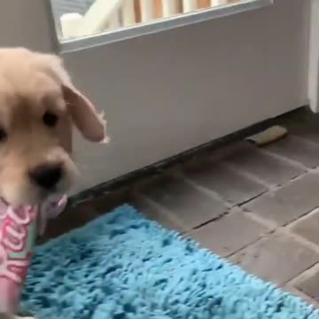 Puppy runs out of ways and ...