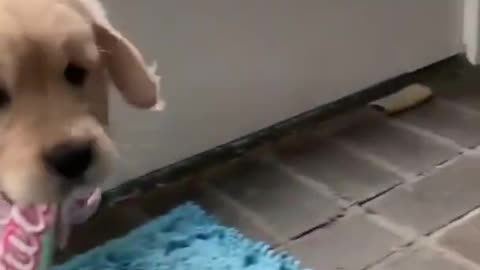 Puppy runs out of ways and ...