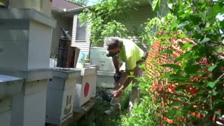 Weekly Beginners Bee Keeping Series (week 7)