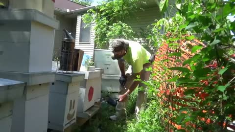 Weekly Beginners Bee Keeping Series (week 7)