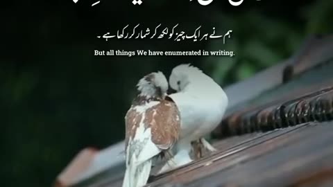 Islamic video///birds video