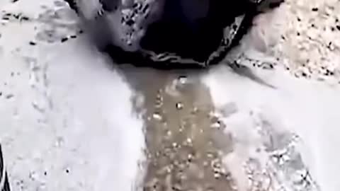 Best of these amazing funny animals 2022 #shorts #Lovely #animals #shorts #animals funny funny