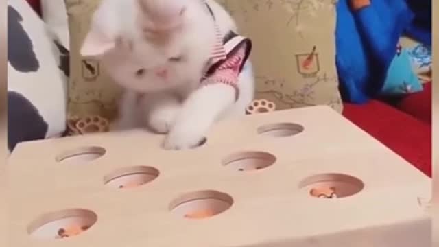 Funny cat reaction videos - Cat Training Tools #shorts