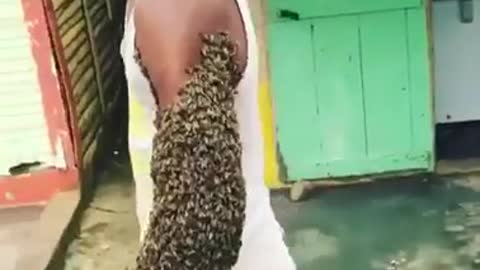 This Man Transport Bees Colony by carrying the Queen in His Fist