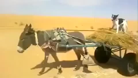 The Donkey Gives Way To The Cart