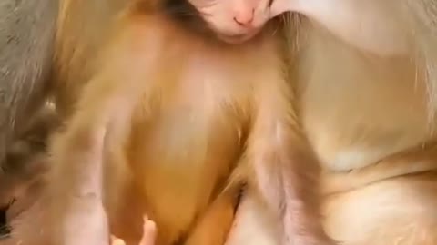 Monkey baby drink milk of his mother