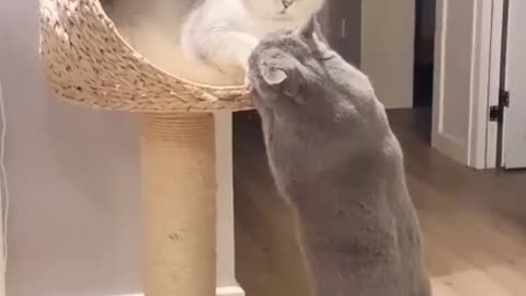 TWO CATS IN LOVE - Funny Kissing Cats