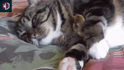 The meaning when your cat curls up with you.