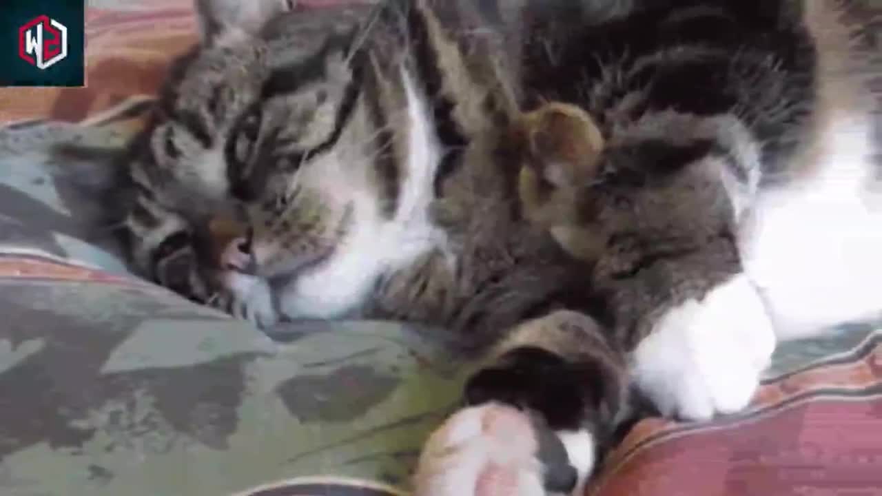 The meaning when your cat curls up with you.