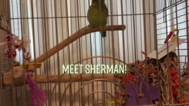 Meet Sherman!