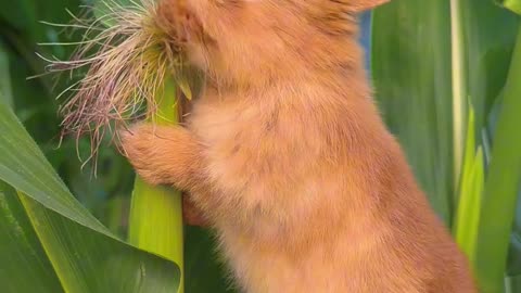 The little bunny eats corn silk.