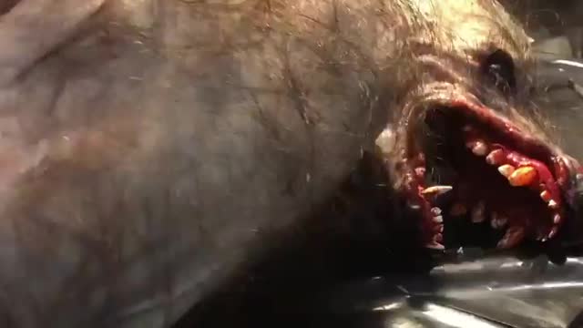 New animal for public place