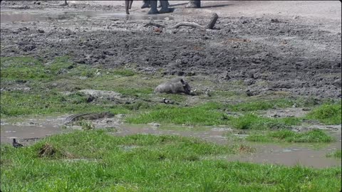 Nile Crocodile lunge attacks a Warthog at Tau