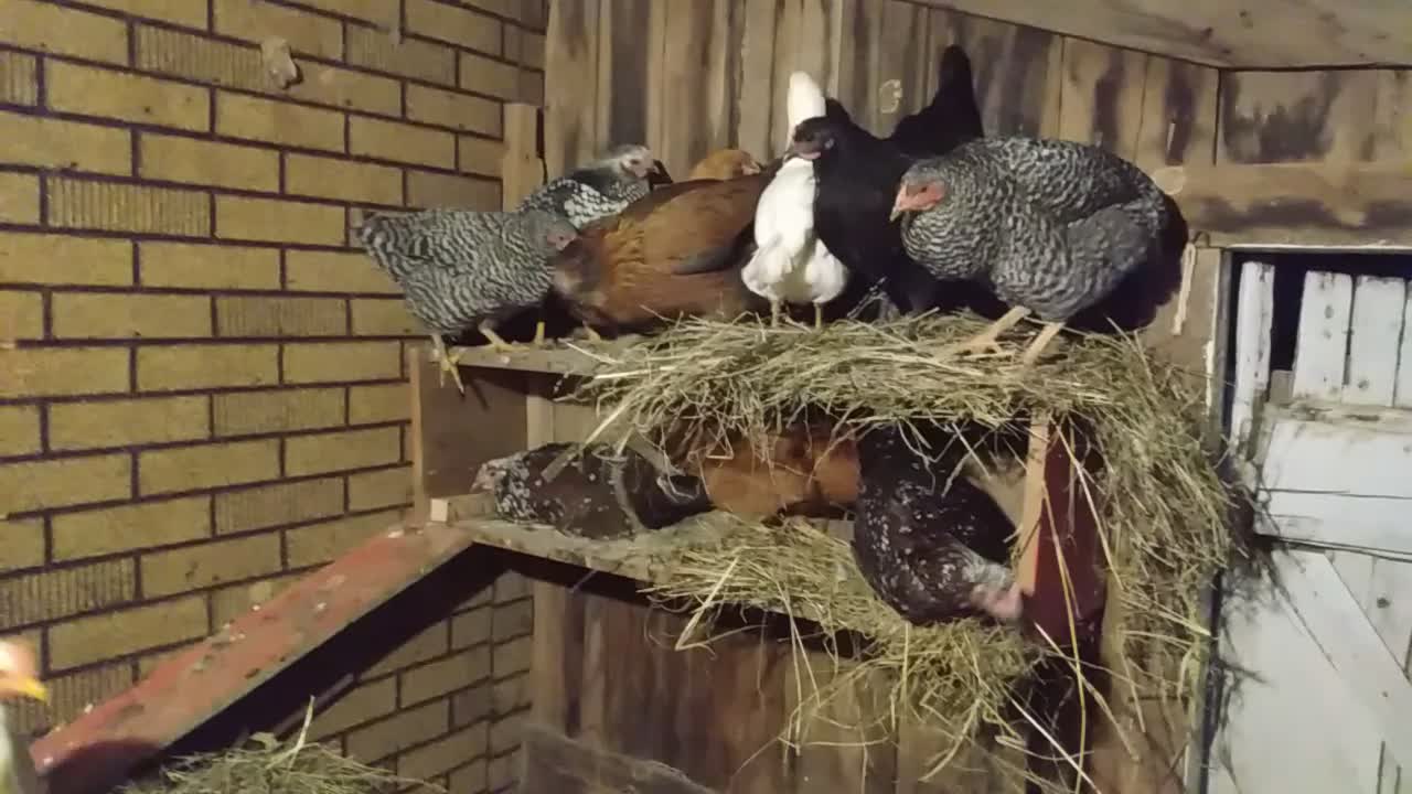 checking on the chickens at night rumble exclusive