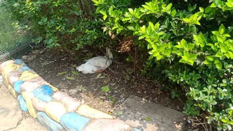 The duck hides in the flowers to enjoy the shade