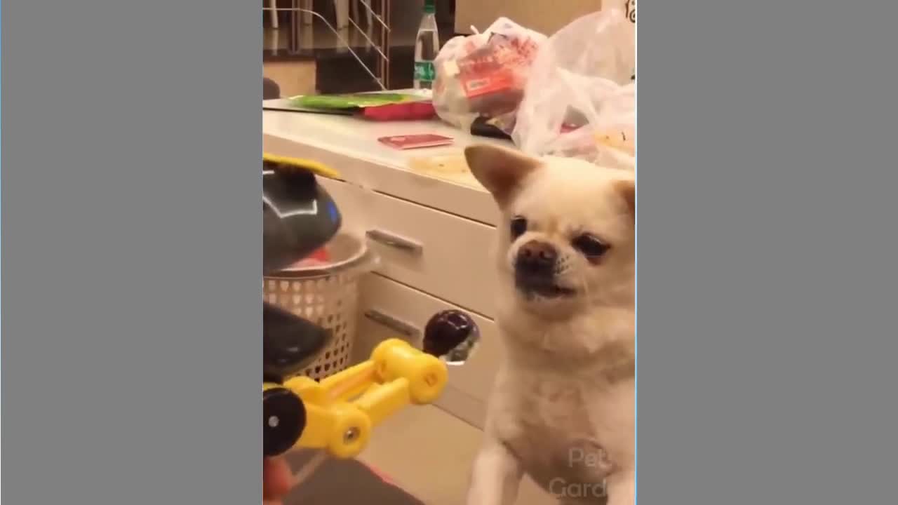 Funny Animal Videos 2022 - Cute Animals Compilation