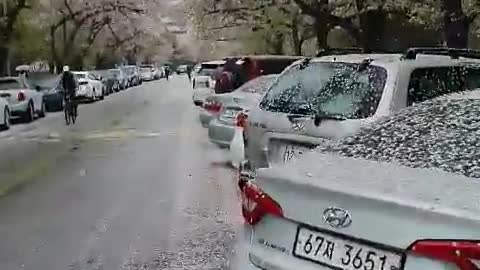 Cherry blossoms scatter