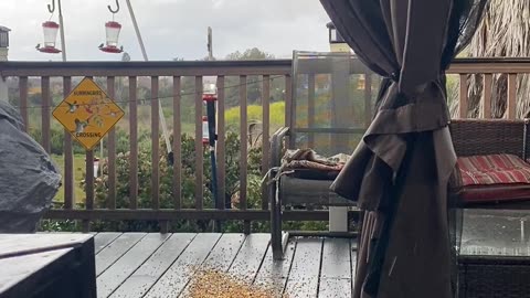 Before and after a rare hail storm in San Diego CA