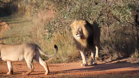 A herd of lions walking