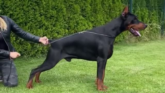 Rottweiler vs Pitbull vs Doberman