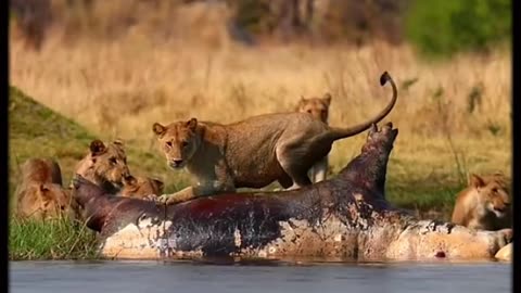 Lion and hippopotamus exploded