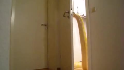 Door snake