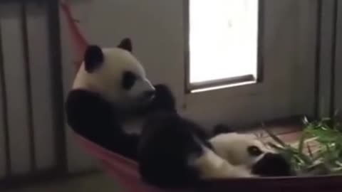PANDA'S CUTE ACTION