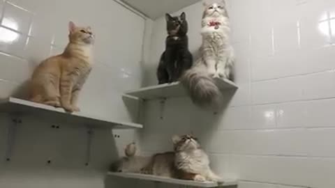 oliva, cosette, sophie and juliette bug watching