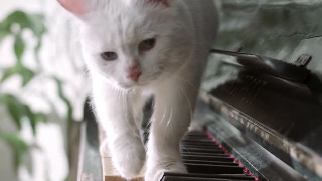 CONHEÇA O GATO PIANISTA...