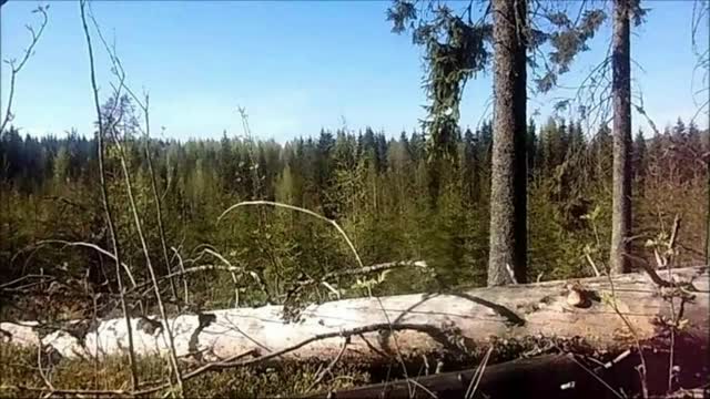 Indy Angel - Erämaa