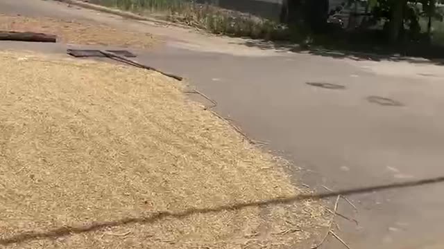 The country road in the afternoon